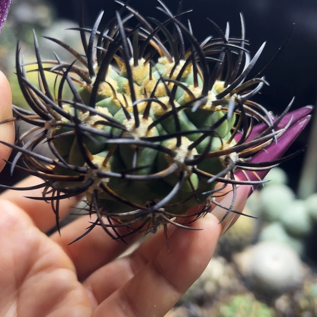 黑曜仙人球1111111