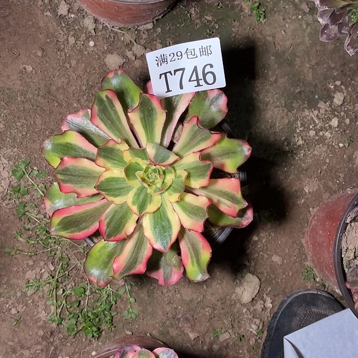 746魅影多肉植物