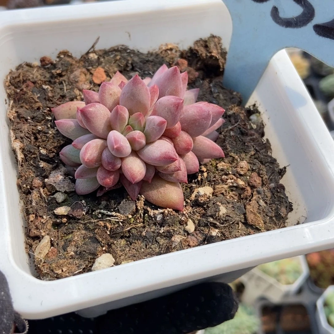 6052虞美人多肉植物保护