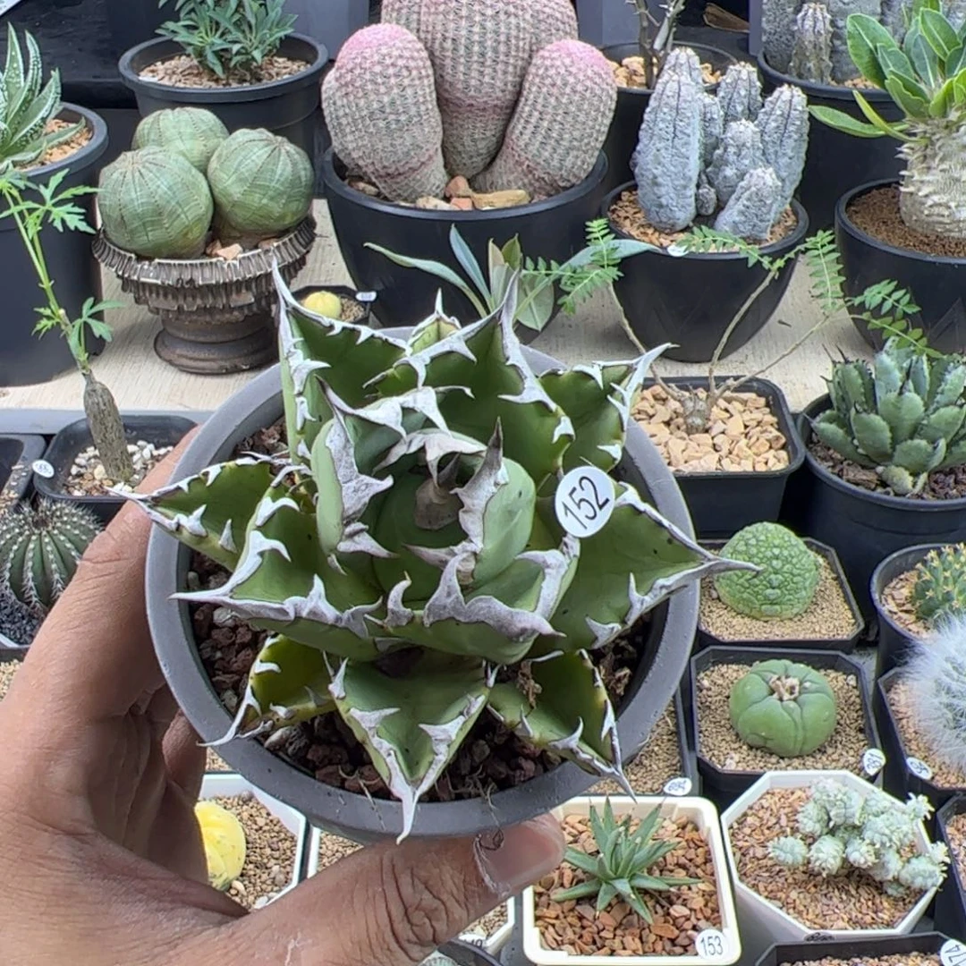 姬仁王冠10一物一拍带盆发