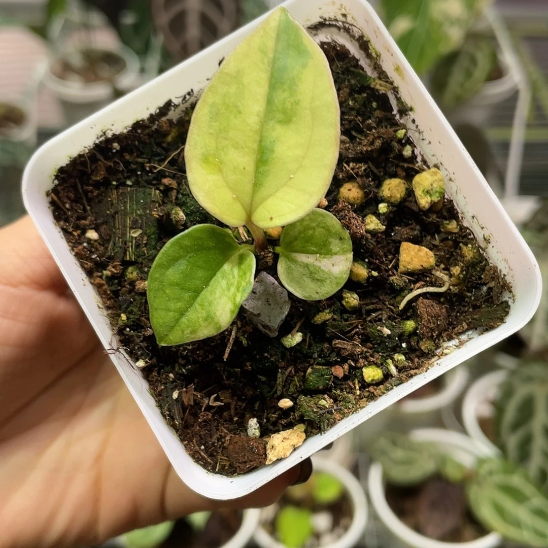 完全开放Papi锦杂绿丝绒锦