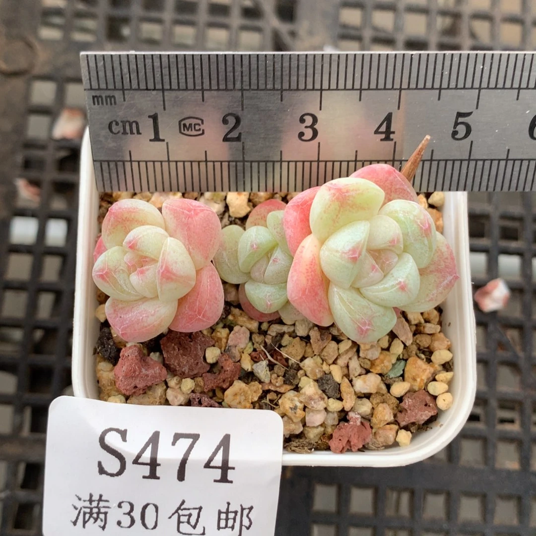 474。小脸糖心冰玉。三头一字。