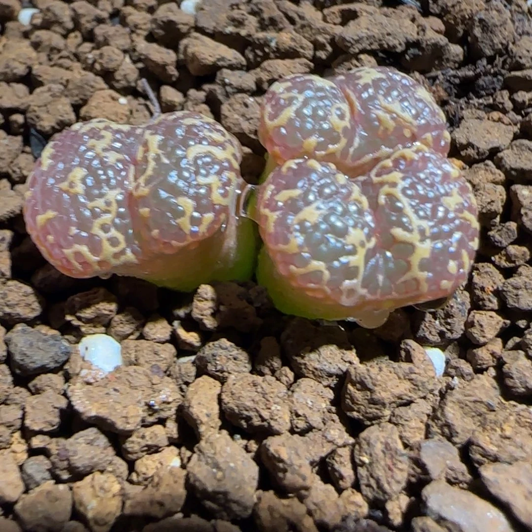 肉锥多肉植物组合-酒红泡泡勋1346