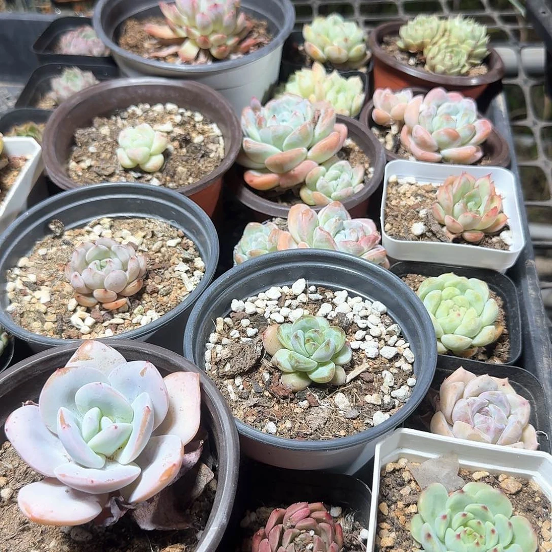 何***杠多肉植物满20包邮