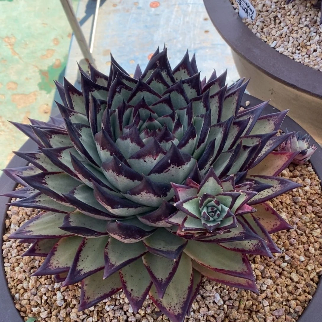 昵***脑原始种黄皮芽B-25.2.12