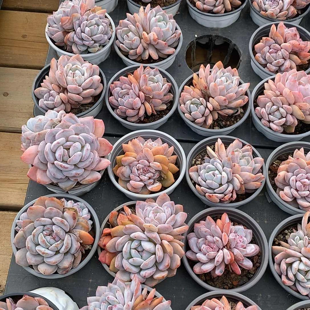 84  雪天使 双头