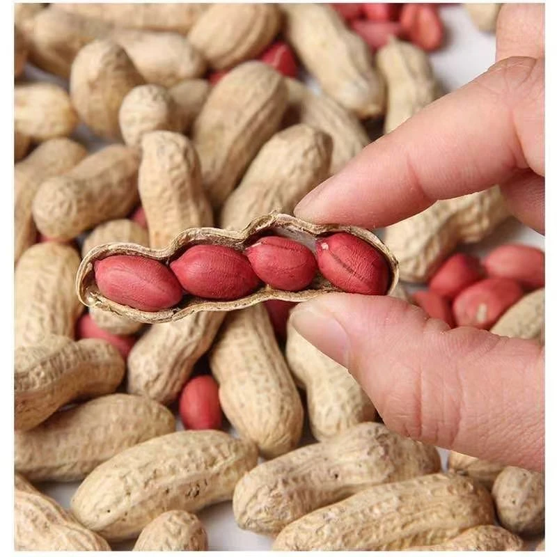 超高产二粒红手剥花生种子原种批发二粒红皮花生早熟矮杆花生种