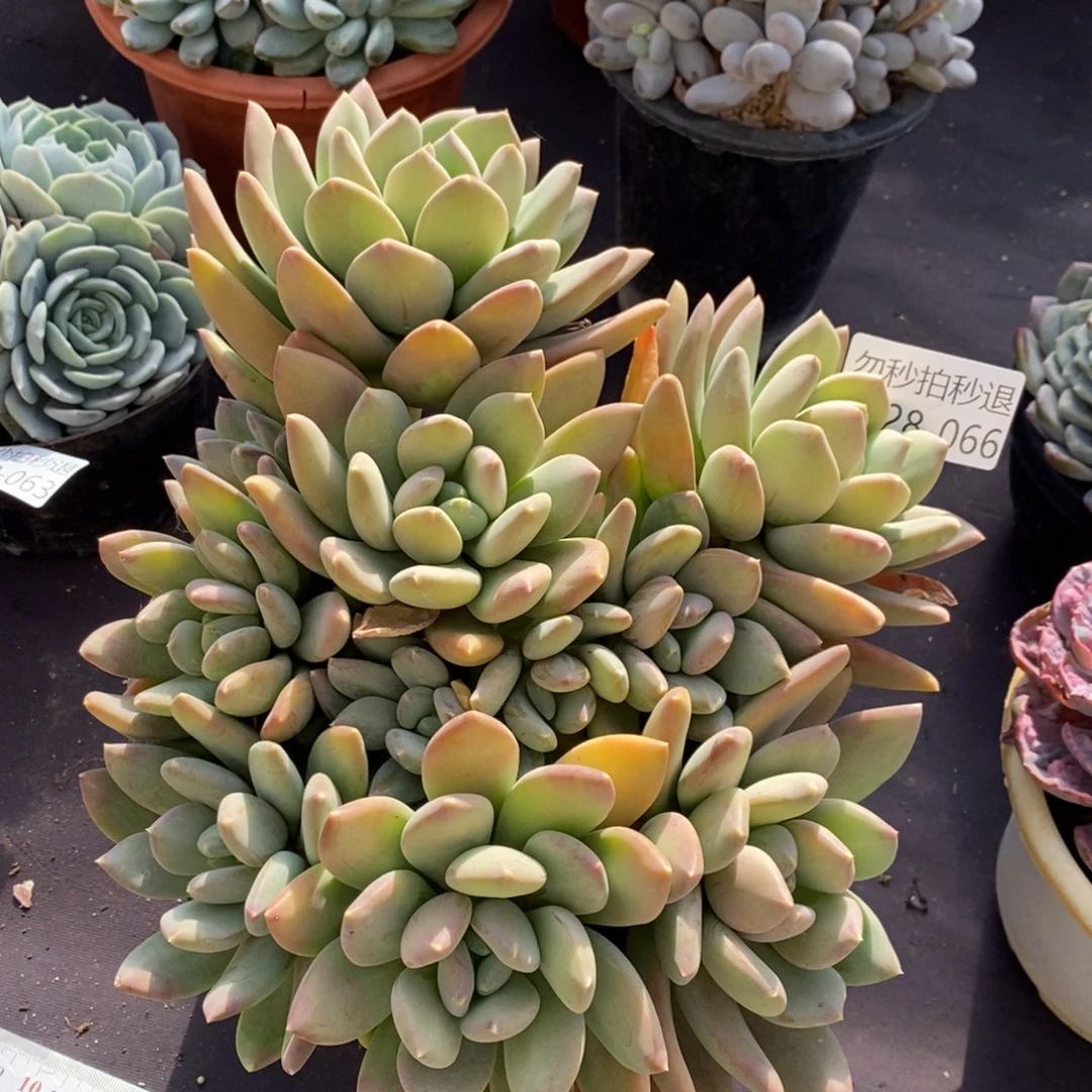 两单包邮1228-66海洋之心