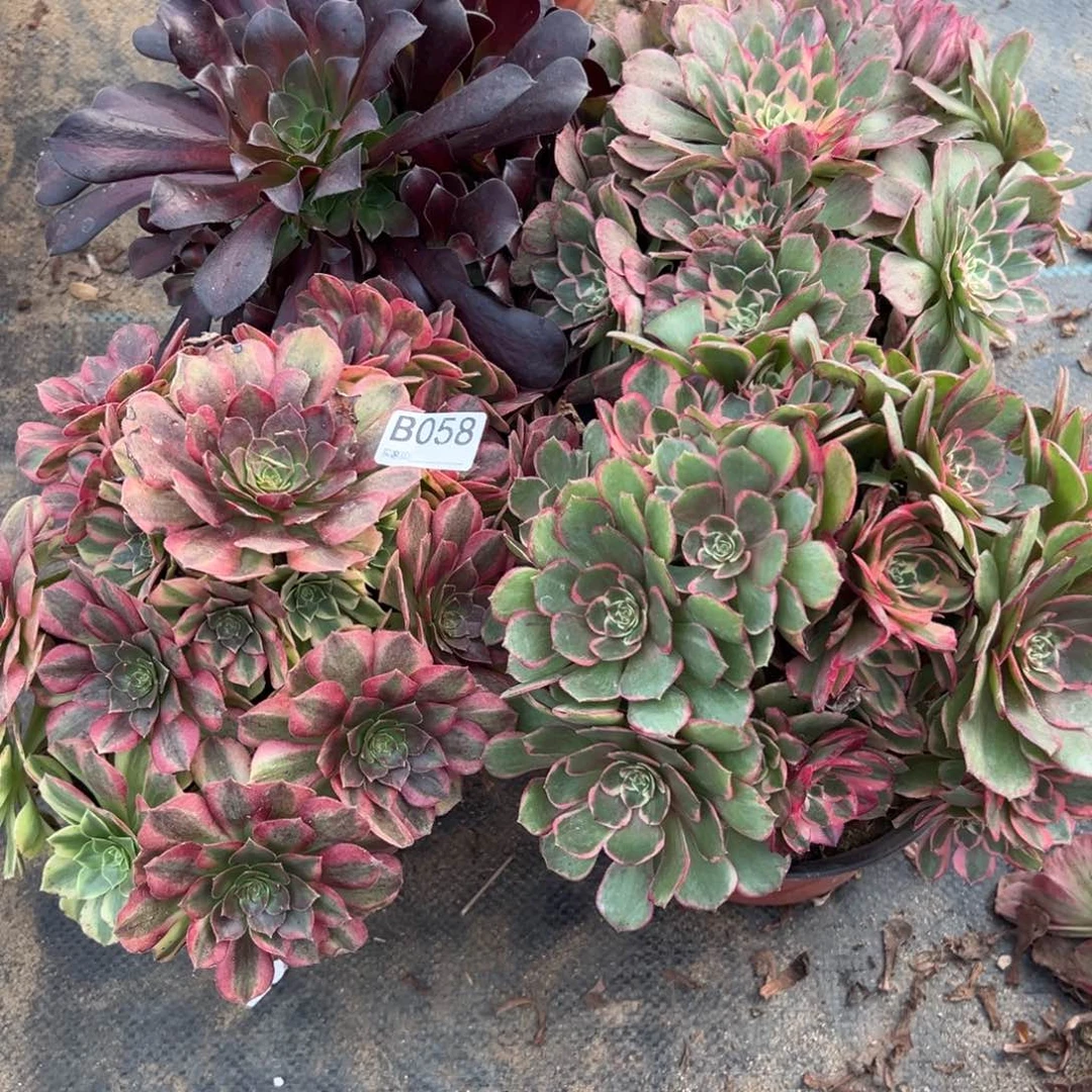 058四颗组合多肉植物法师