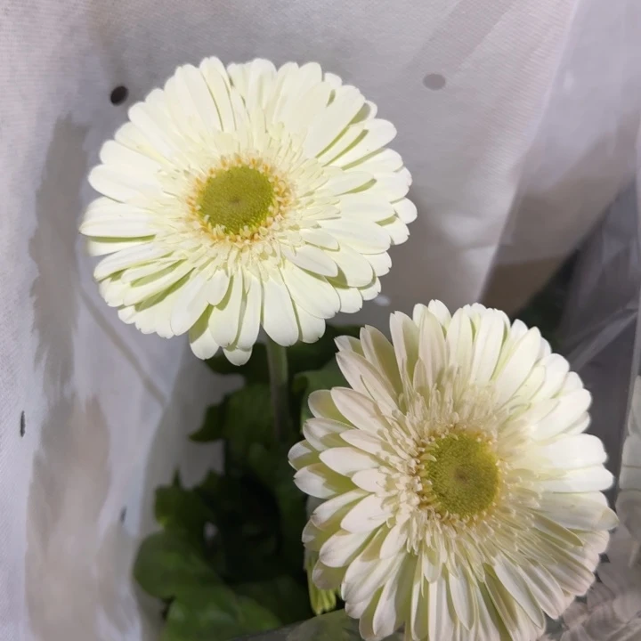 原盆原土一加仑非洲菊奶油布丁