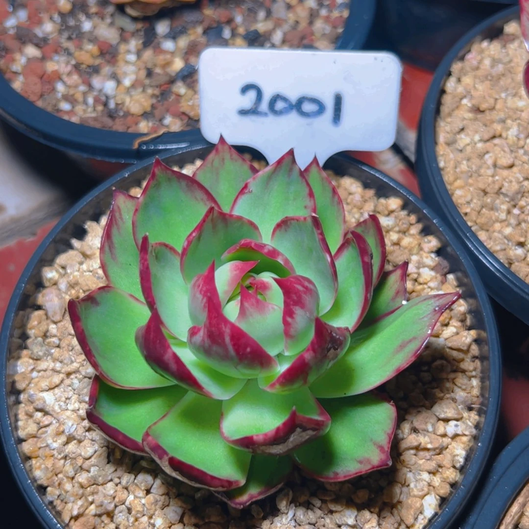 惊鸿仙子一物一拍2001号