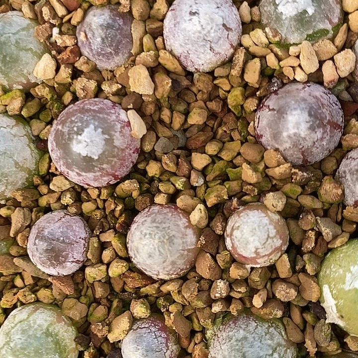 1厘米以上灯泡10颗。