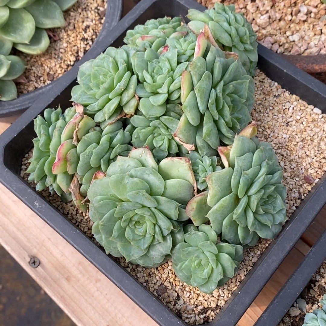 精品多肉一物一拍不包整266