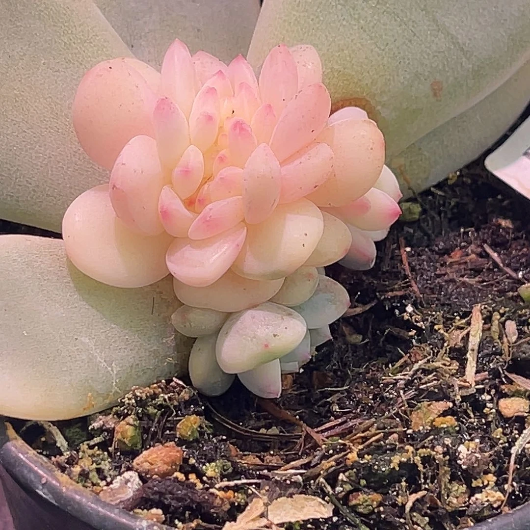 尚品园艺福利锦8008