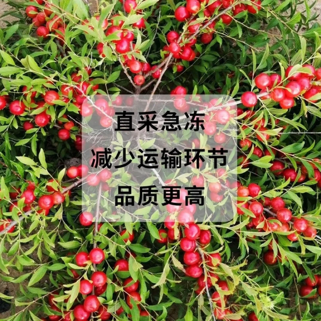 【次日达】北京速冻整颗欧李钙果新鲜500克冷冻水果烘焙榨汁果酱