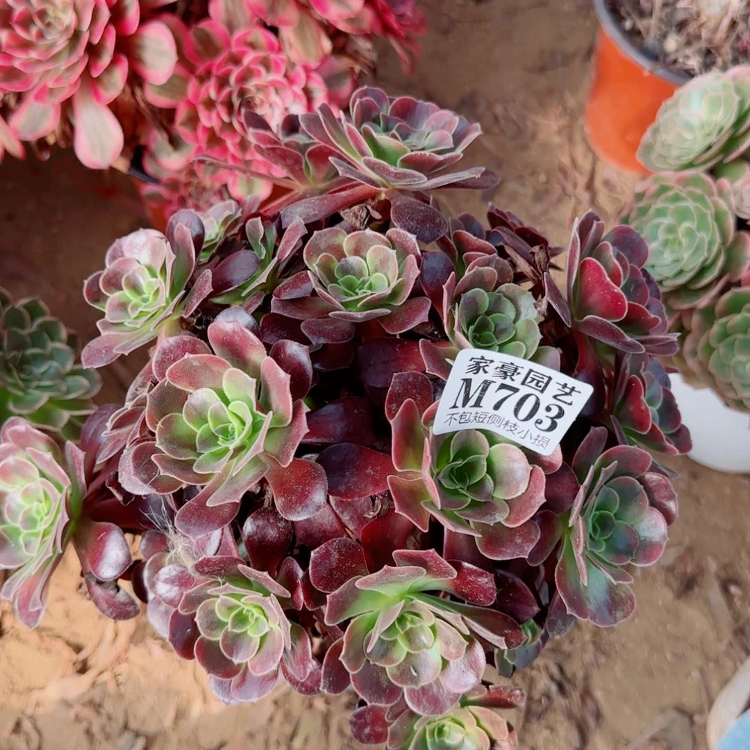 欧嘉丽发师703冠幅26