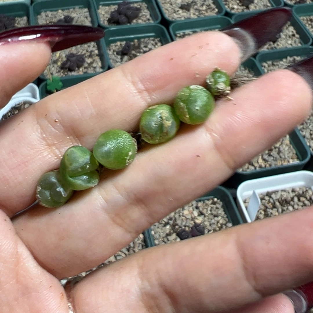 小***）拉登怪怪多肉植物
