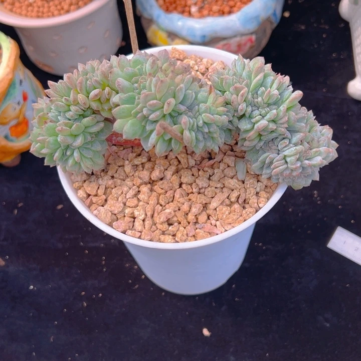 新年快乐新年快乐微瑕