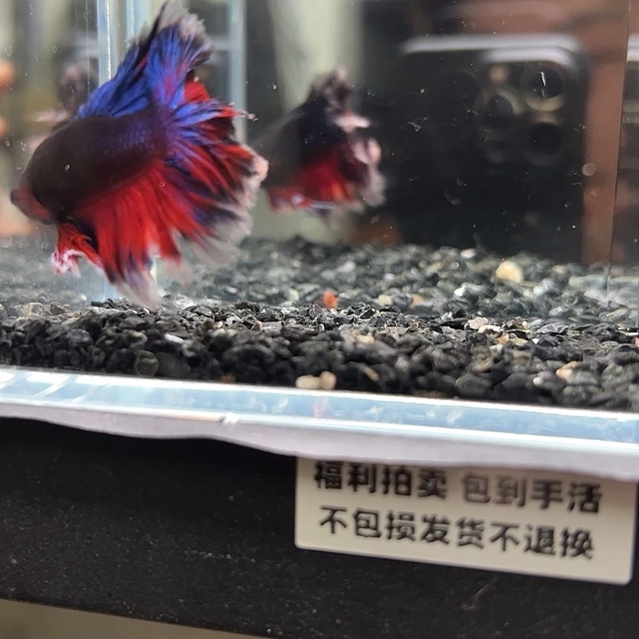 斗鱼跑单拉黑7日129