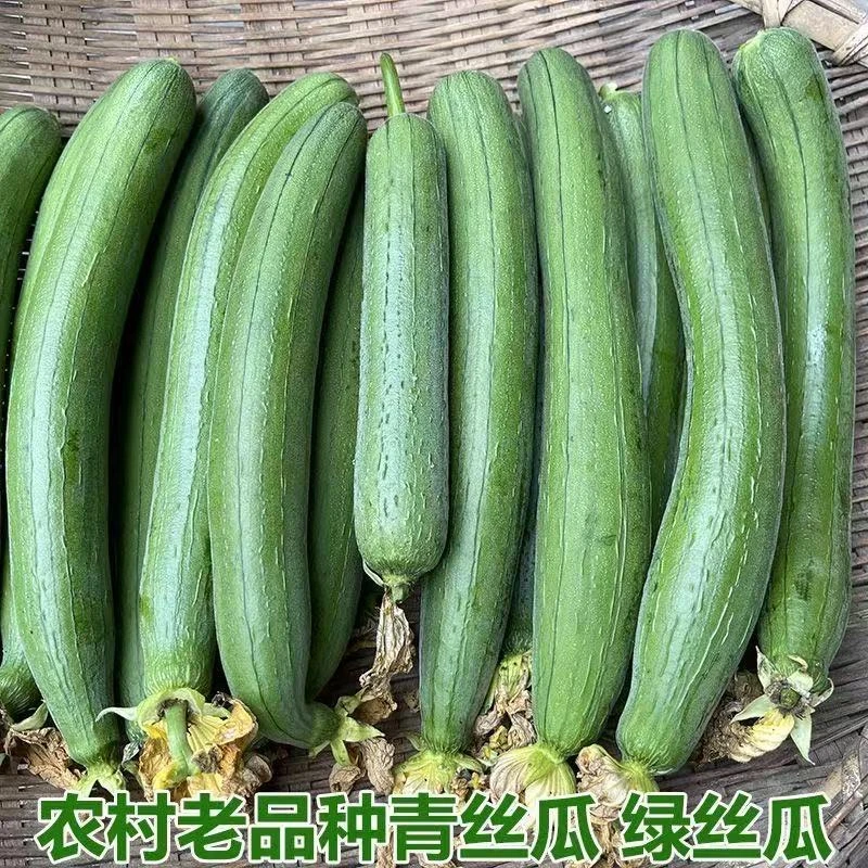 3斤奶油丝瓜湖北奶油丝瓜现摘现发