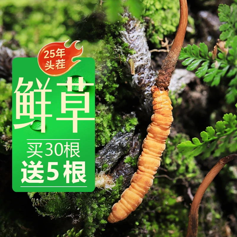 金日严选新鲜冬虫夏草滋补养生头茬虫草鲜嫩饱满顺丰包邮