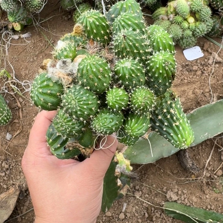 309嫁接丽花修根发货斑