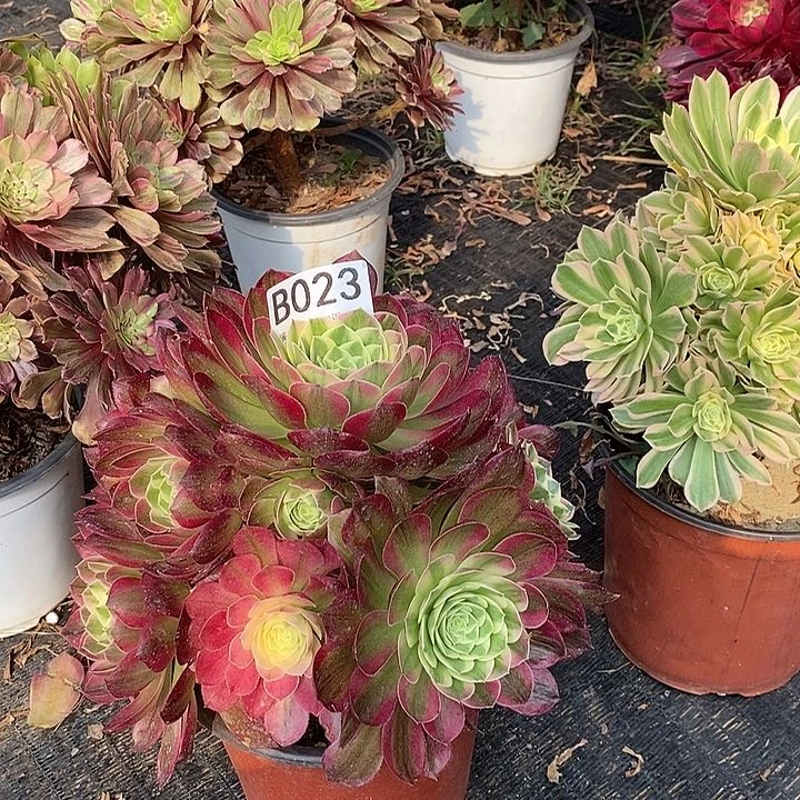 用****2海王023。