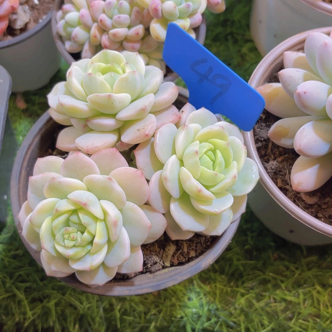 肉***●云南金致家精品多肉