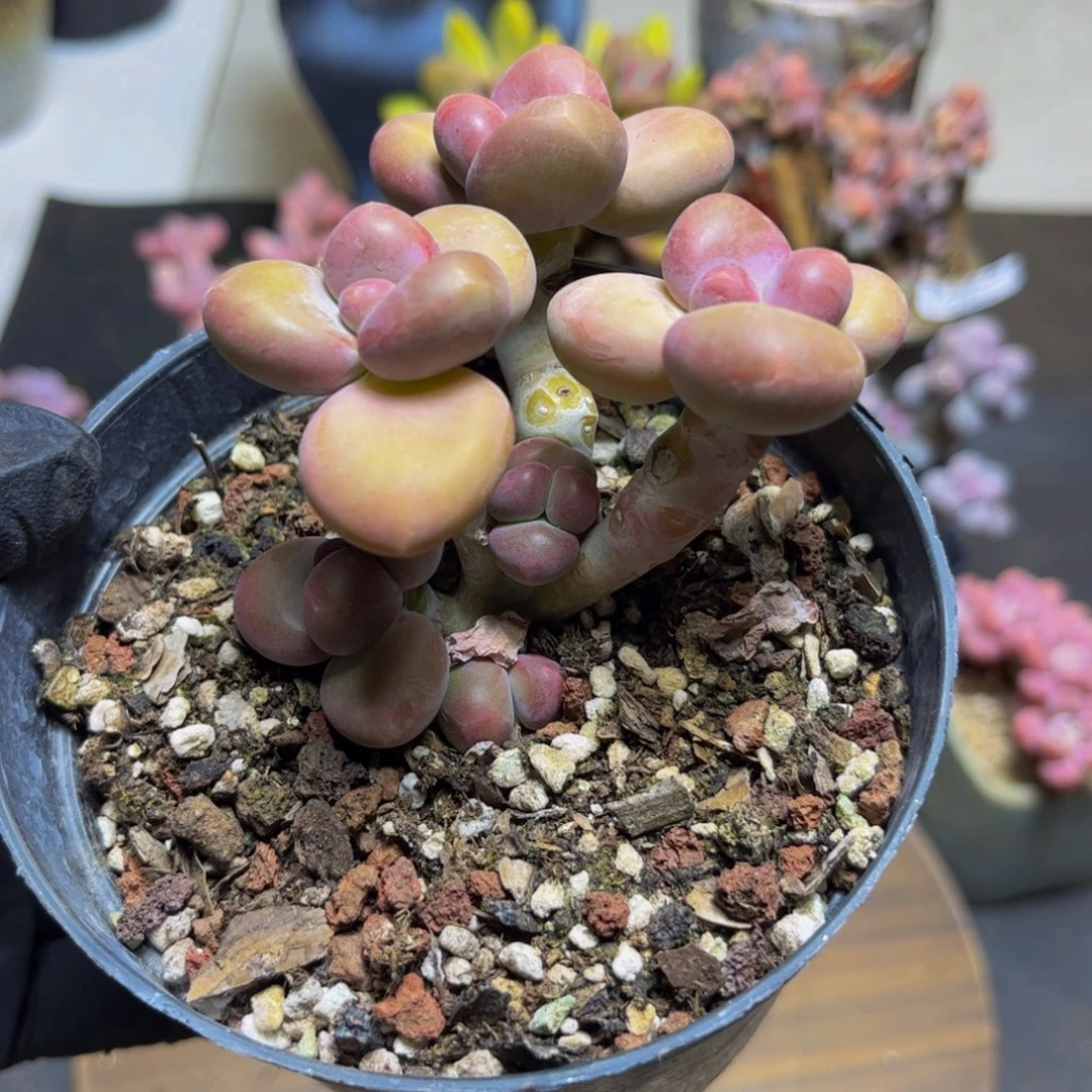 420KK奶酪7厘米多肉