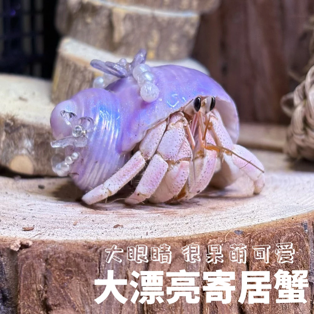 寄居蟹萌宠可爱大小寄居蟹水族