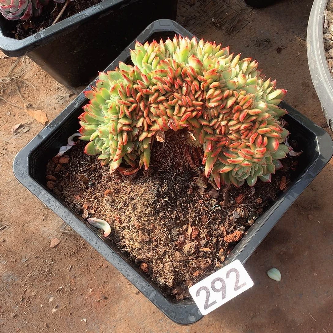 292 一物一拍多肉！