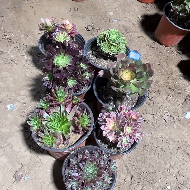 814多肉植物组合瑕疵特价，