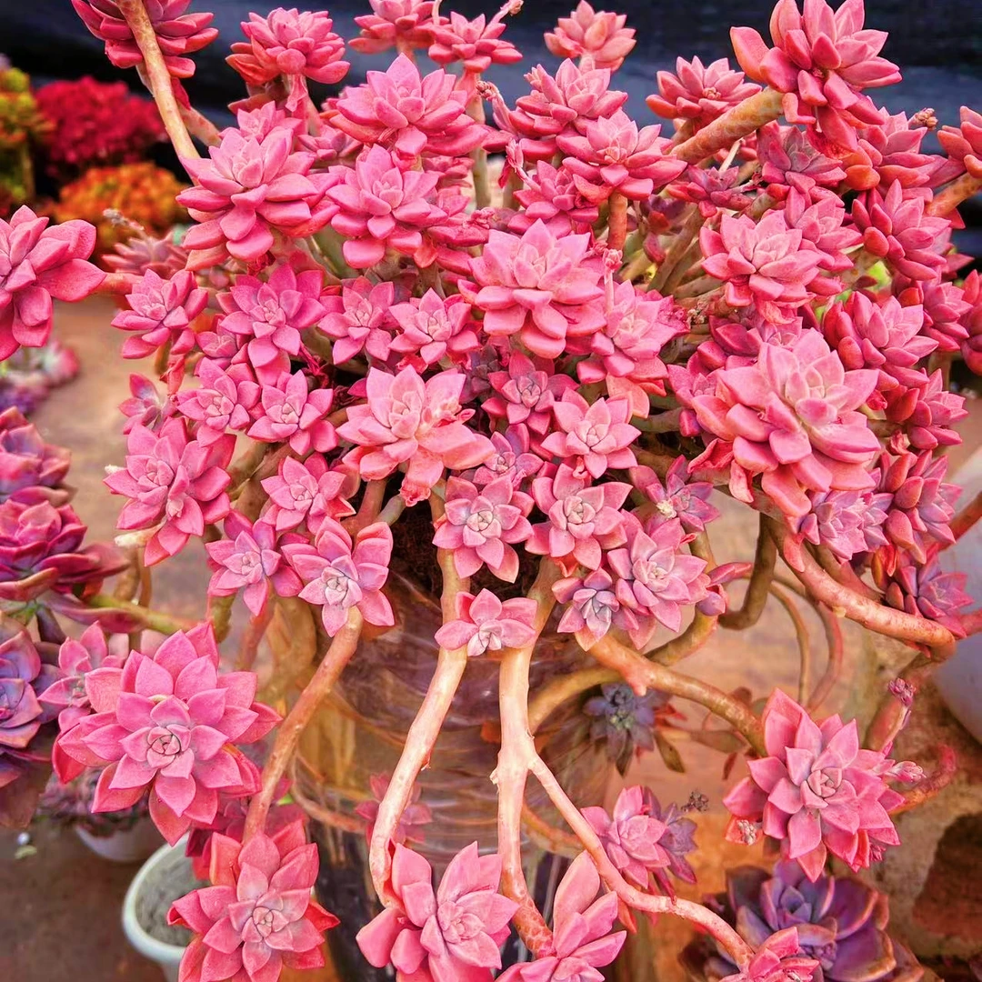 初衷阿伦陪30公分新手好养多肉植物庭院阳台盆栽植物可露养