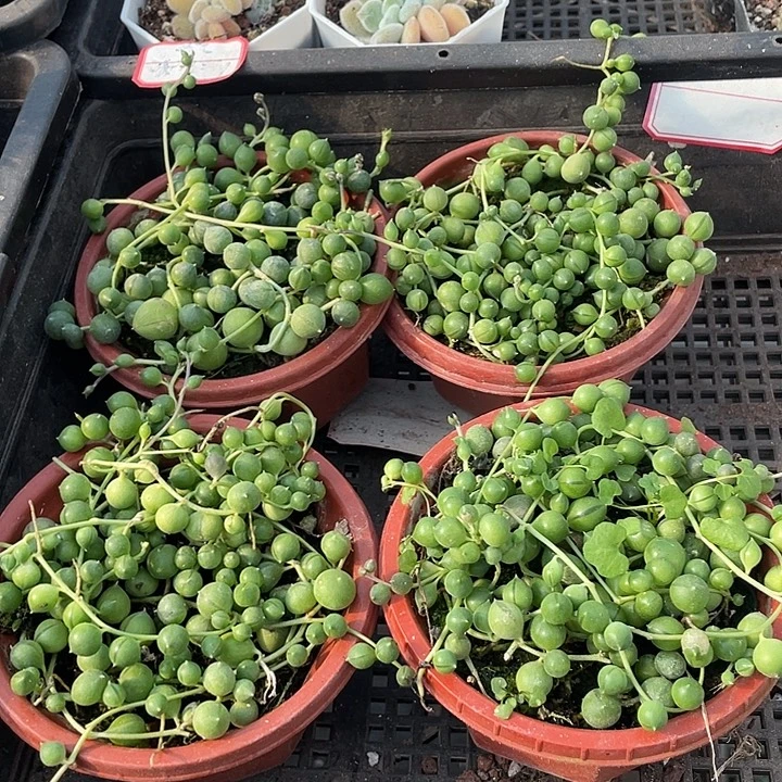 佛珠3.8带盆土发货