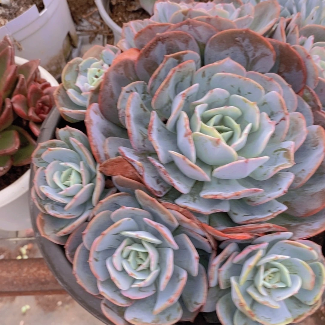 红粉台阁 单头带多崽