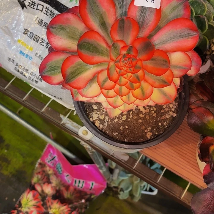 家****?98多肉植物植物植物植物