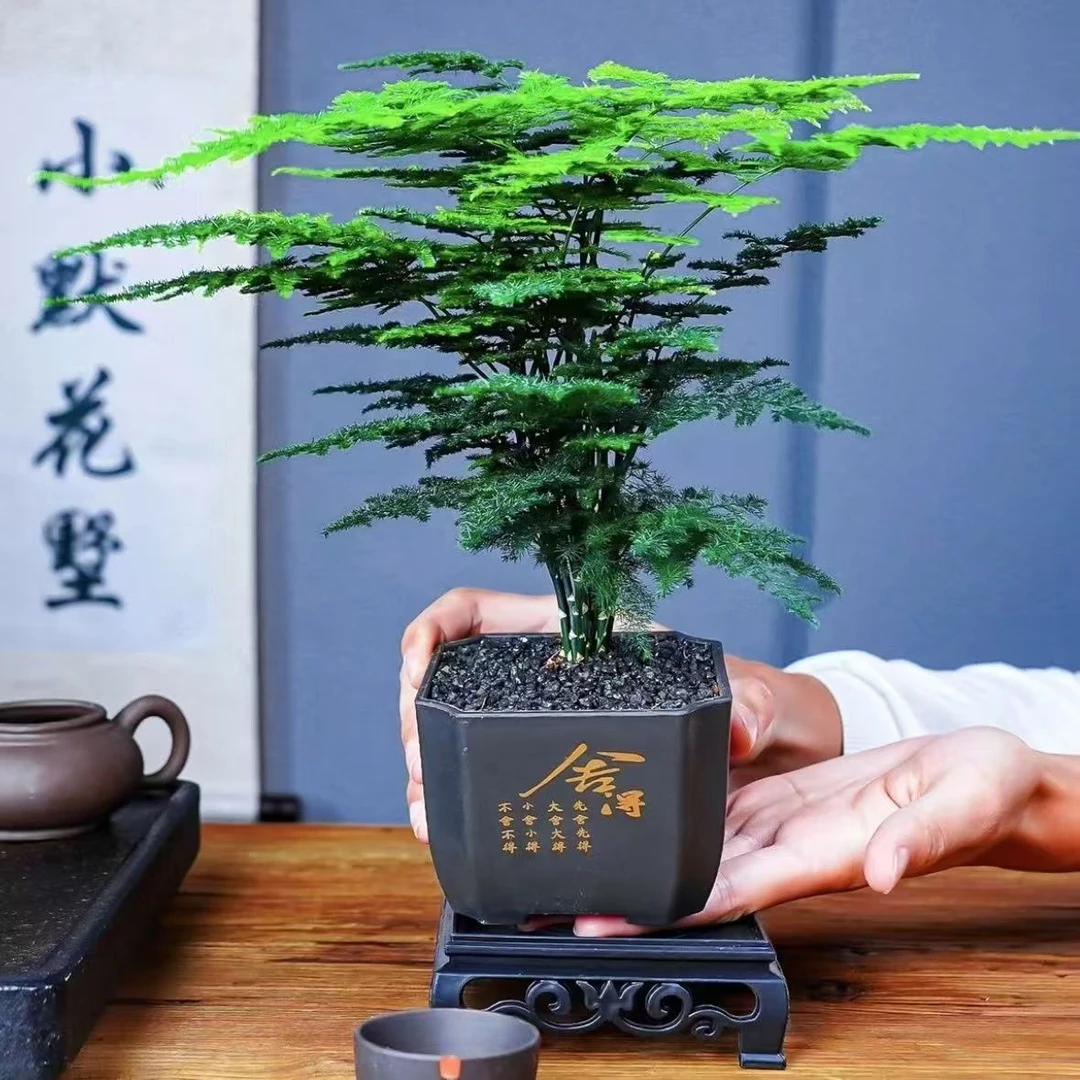 福利价【舍得文竹盆栽】室内植物迷你办公室绿植观叶植物四季常青