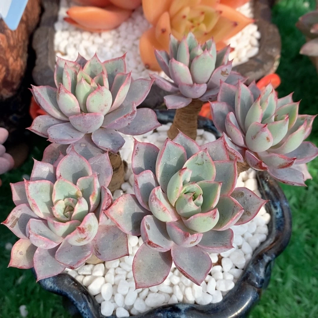 赫拉多肉植物盆栽