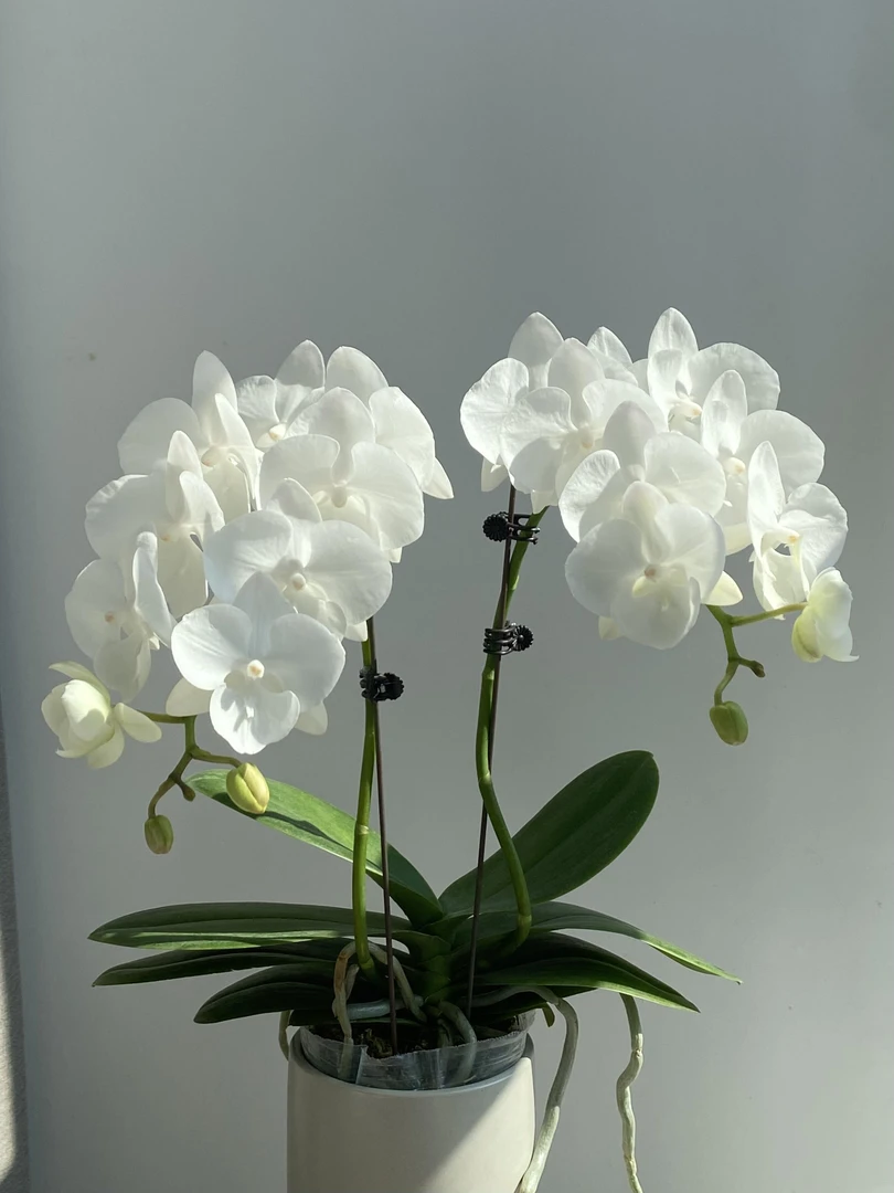 【白天鹅】3.0精品蝴蝶兰苗 无花无剑（已剪春梗）基地直发