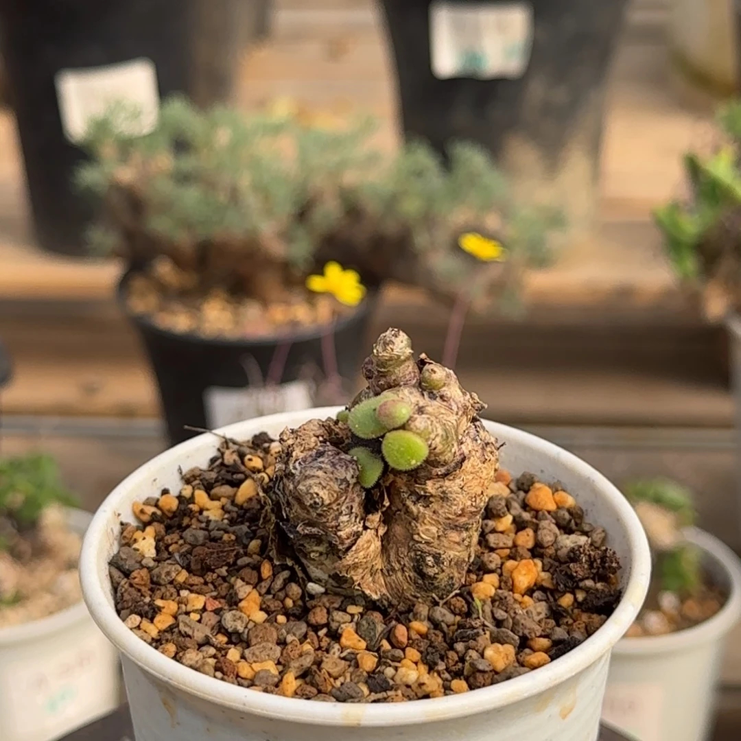 609薛辉奇峰锦块根植物