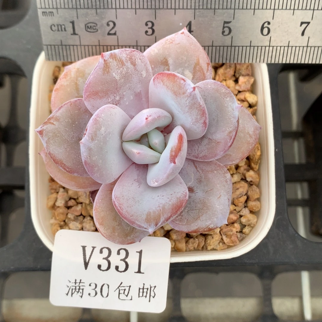 331。奶茶单头。带腿。