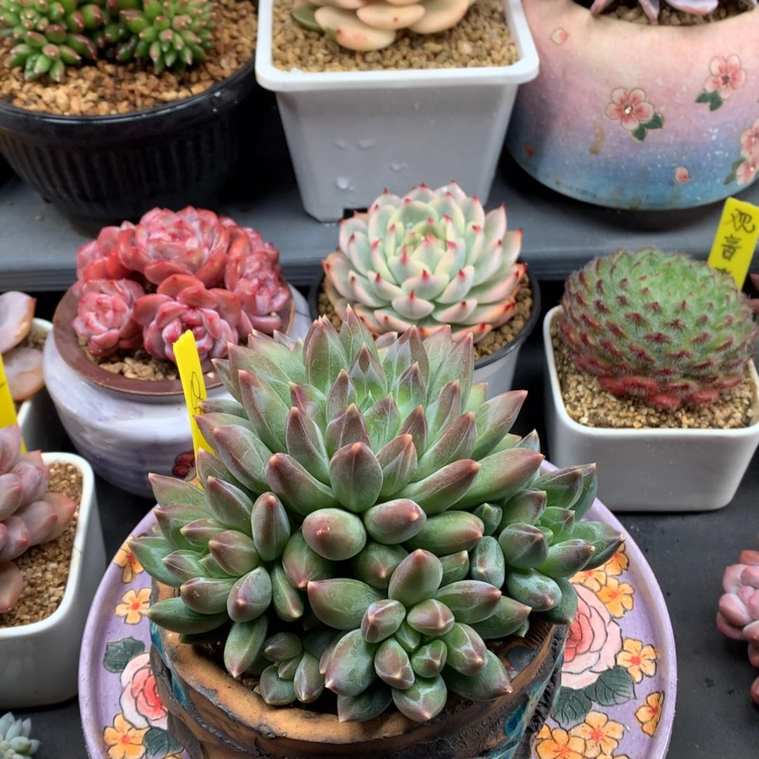 我们家的小仙女们