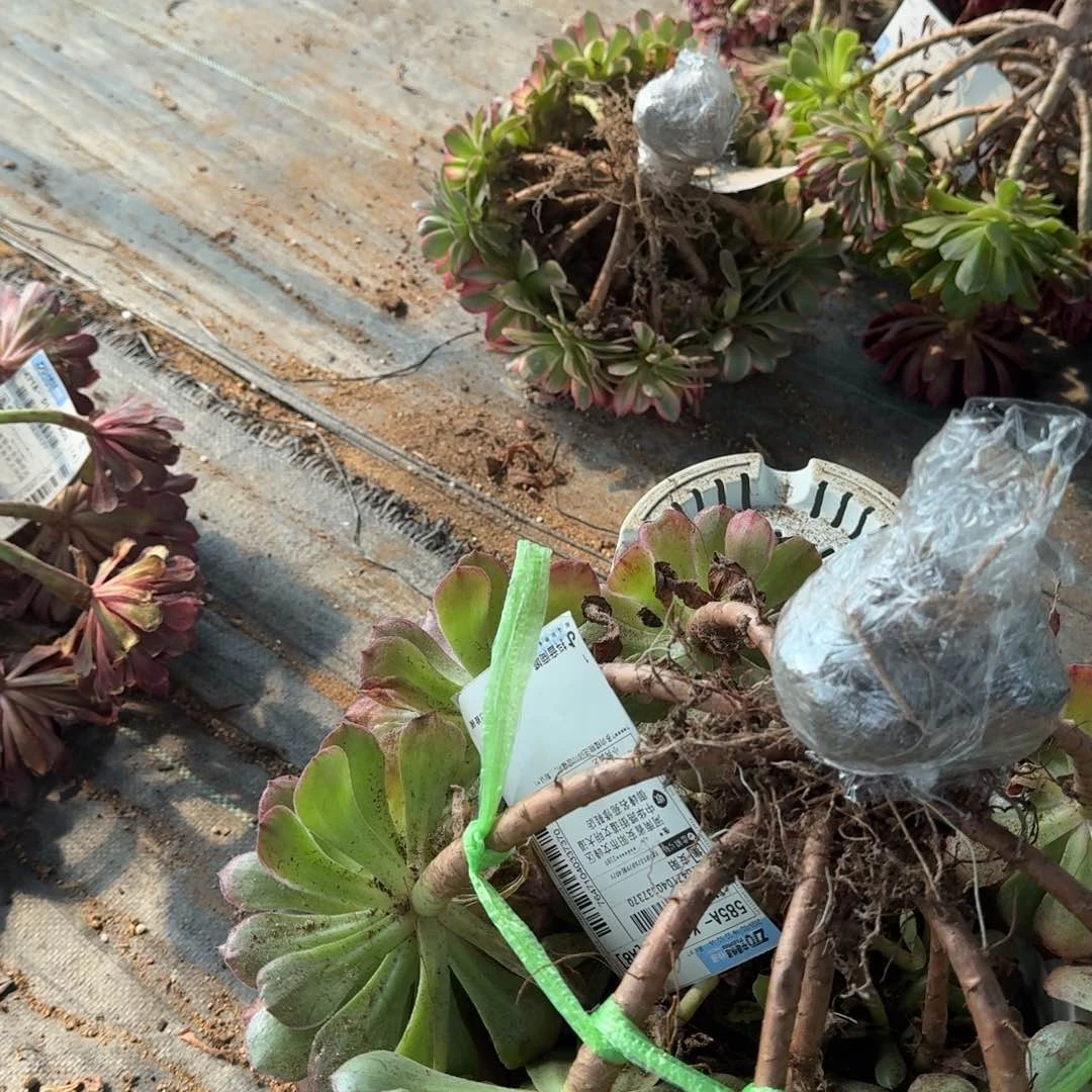 勇***对多肉植物法师10级福利