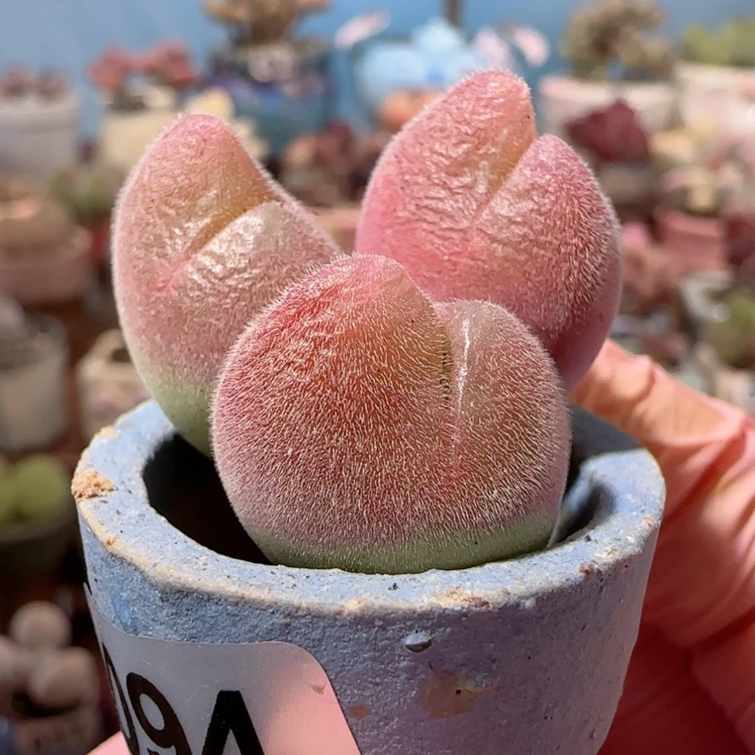 粉红蟹钳 盆口2.5cm