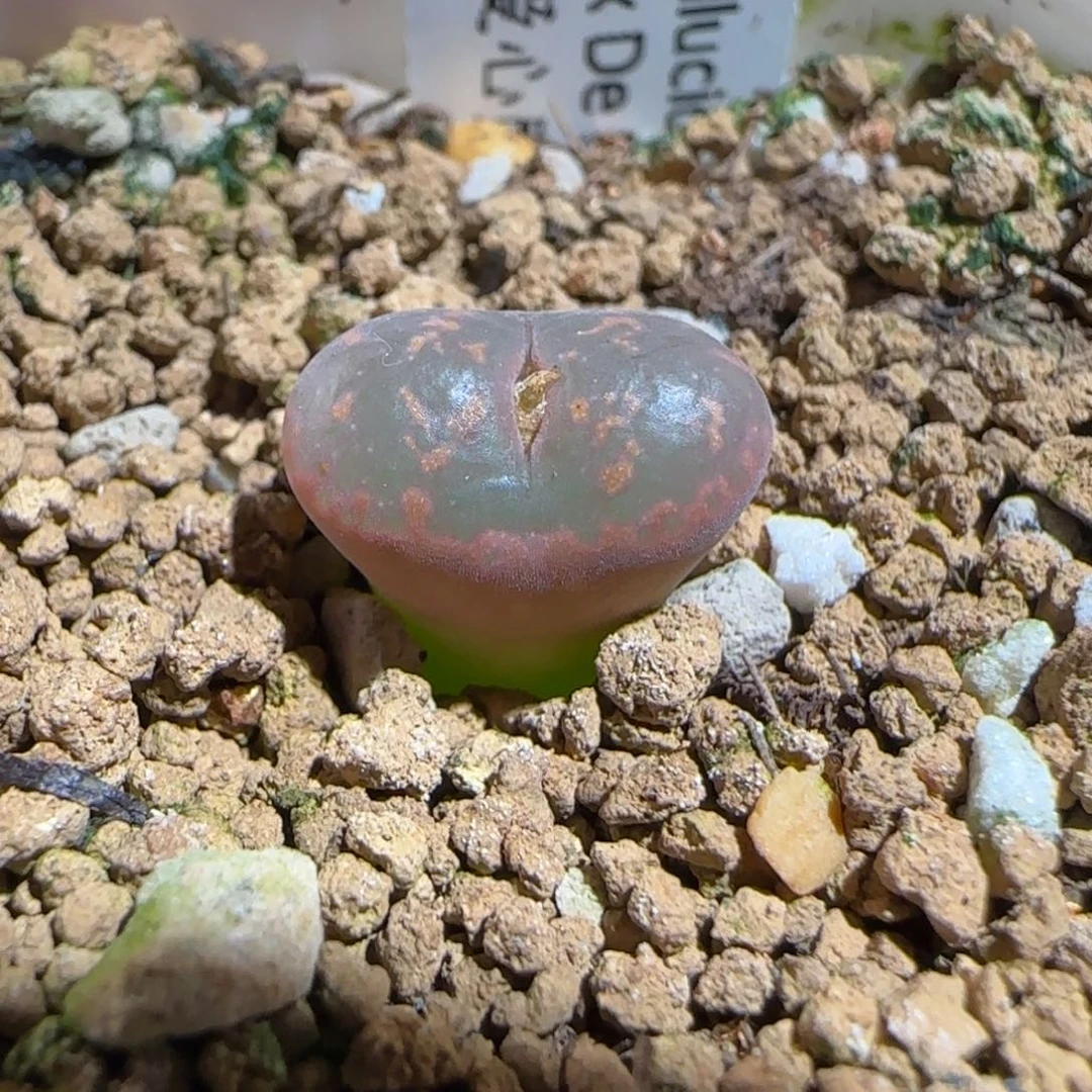 肉锥多肉植物组合-爱心勋章356