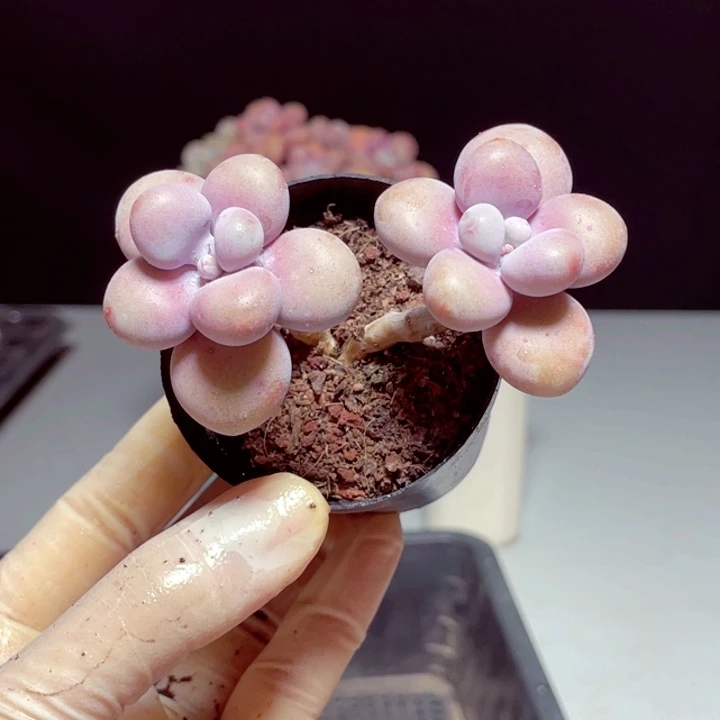 桃蛋样品样品1颗带盆发货3