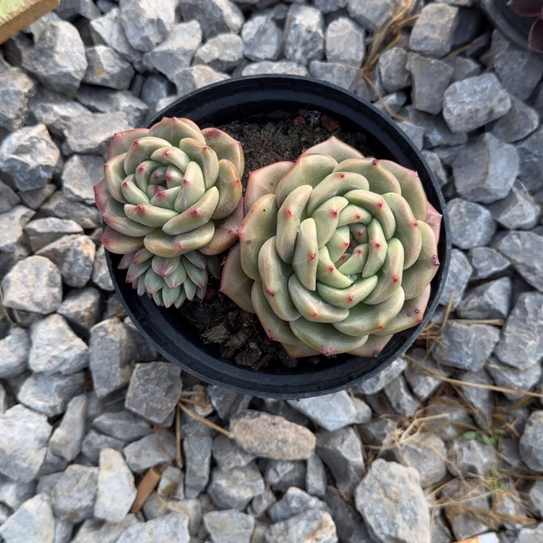 *****888888888888888888