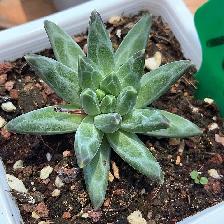 多肉植物梵高美人1032