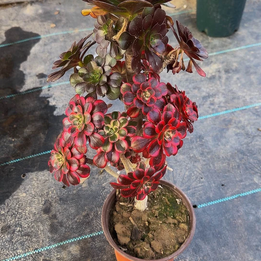 多肉植物丽娜老庄