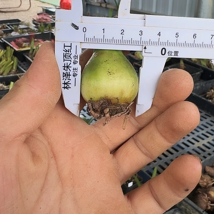 快乐荣耀朱顶红一棵3厘米